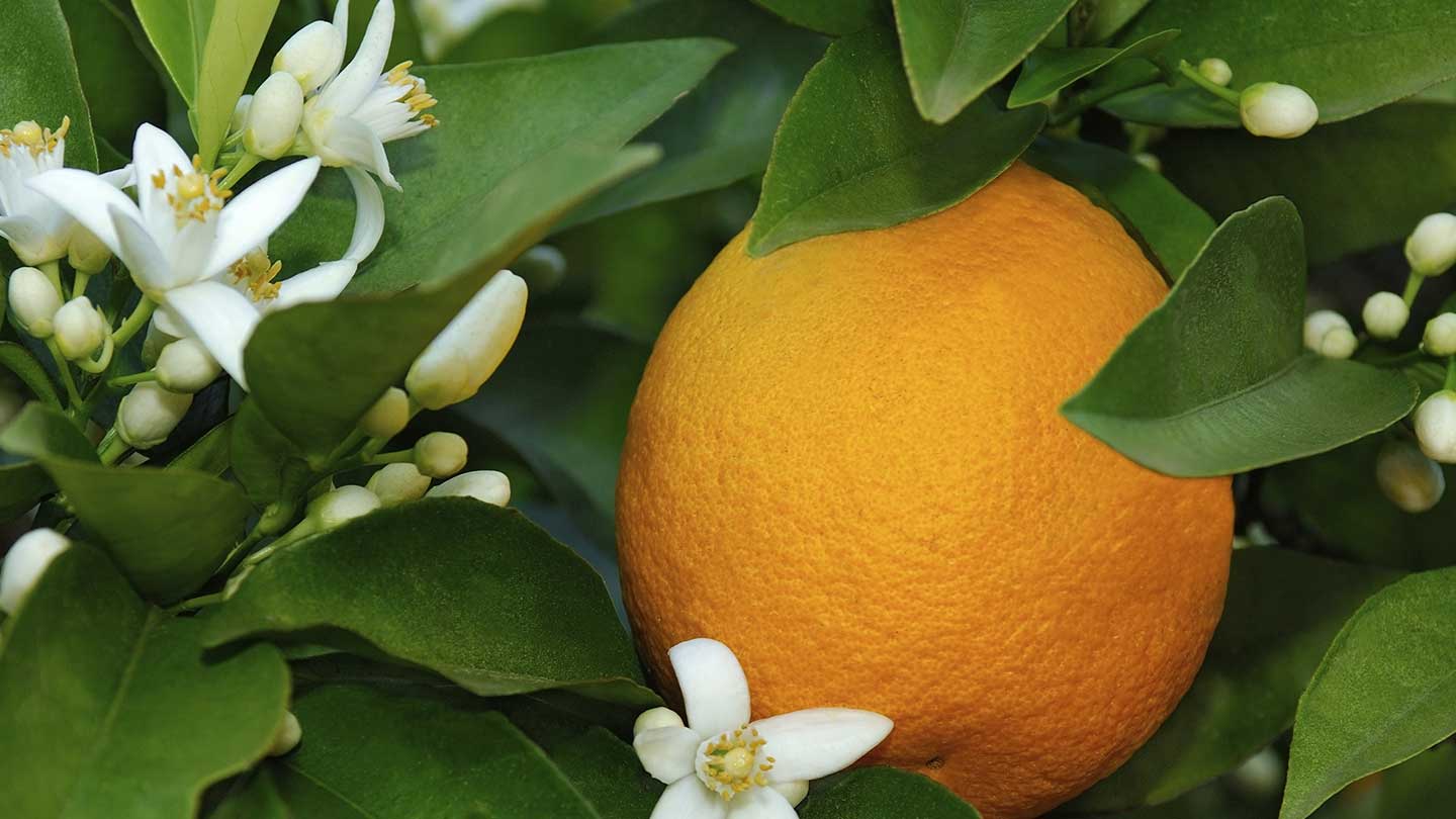 Orange Blossom liquid Marseille soaps