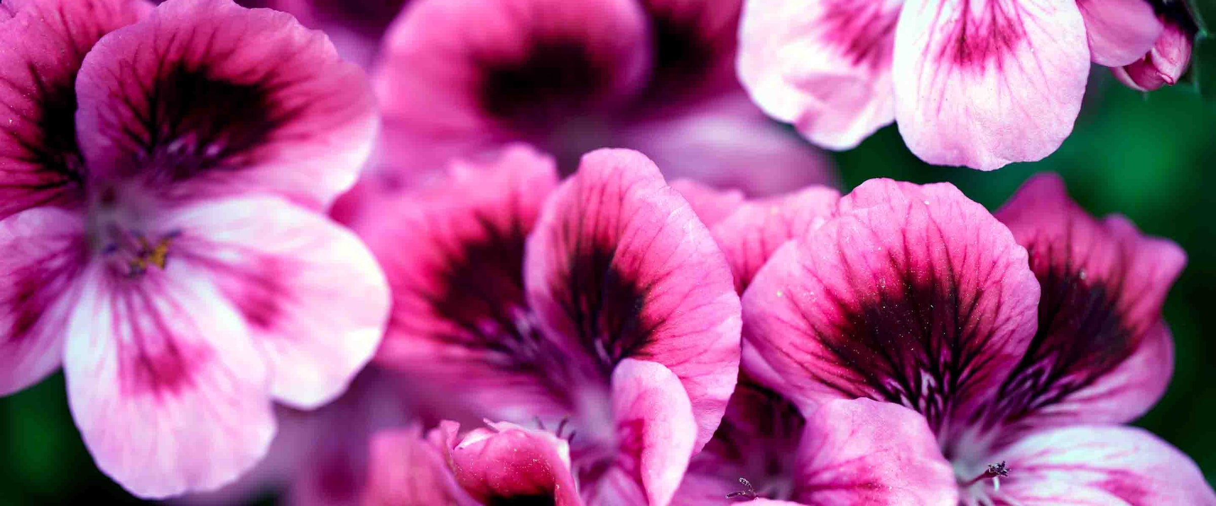 Rose Geranium liquid Marseille soaps