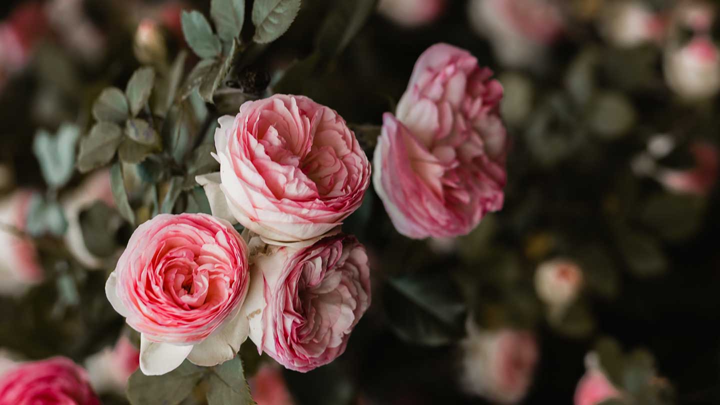 Rose liquid Marseille soaps