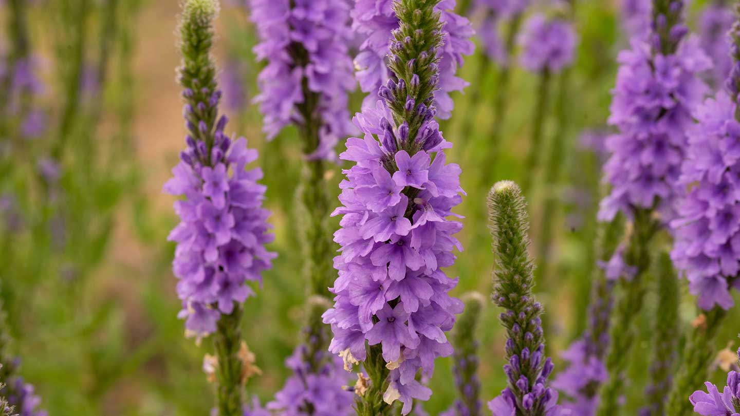 Verbena liquid Marseille soaps